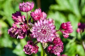 Attēlu rezultāti vaicājumam “Astrantia major flower”