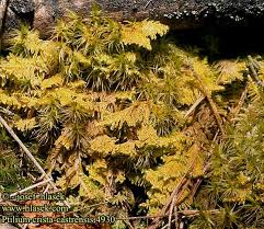 Attēlu rezultāti vaicājumam “Ptilium crista-castrensis”