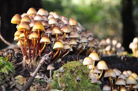 Attēlu rezultāti vaicājumam “Mycena renati”