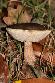 Attēlu rezultāti vaicājumam “Leccinum melaneum”