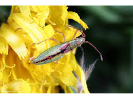 Attēlu rezultāti vaicājumam “Myrmus miriformis”