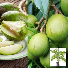 Attēlu rezultāti vaicājumam “Juncus capitatus fruit”