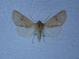 Attēlu rezultāti vaicājumam “Orthosia sp.”