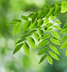 Attēlu rezultāti vaicājumam “Gymnocladus dioicus leaf”