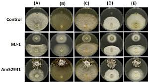 Attēlu rezultāti vaicājumam “Armillaria sp.”