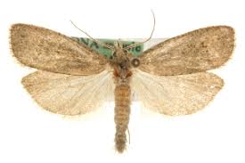 Attēlu rezultāti vaicājumam “Epiblema grandaevana”