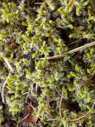 Attēlu rezultāti vaicājumam “Racomitrium canescens”