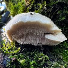 Attēlu rezultāti vaicājumam “Antrodiella”