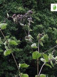 Attēlu rezultāti vaicājumam “Arctium nemorosum”