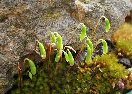 Attēlu rezultāti vaicājumam “Bryum capillare”