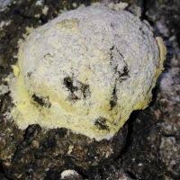 Attēlu rezultāti vaicājumam “Fuligo laevis”