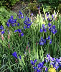 Attēlu rezultāti vaicājumam “Ligularia sibirica flower”