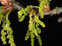 Attēlu rezultāti vaicājumam “Quercus robur male flower”