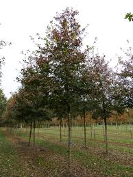 Attēlu rezultāti vaicājumam “Crataegus persimilis”