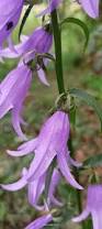 Image result for Campanula rapunculoides