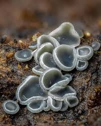 Attēlu rezultāti vaicājumam “Mollisia cinerea”