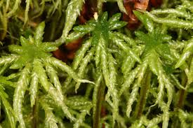 Attēlu rezultāti vaicājumam “Sphagnum centrale”