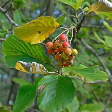 Attēlu rezultāti vaicājumam “Sorbus aria”