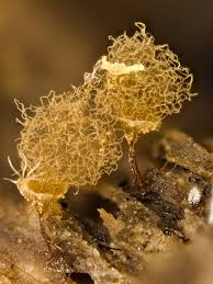 Attēlu rezultāti vaicājumam “Didymium crustaceum plasmodium”