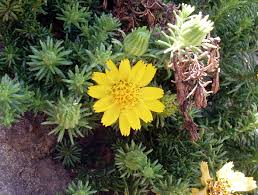 Image result for selvatici tehron