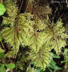 Attēlu rezultāti vaicājumam “Hylocomium splendens”