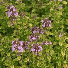 Attēlu rezultāti vaicājumam “Thymus pulegioides fruit”