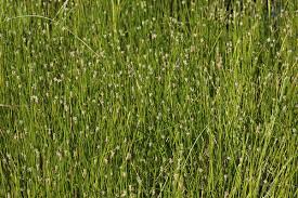 Attēlu rezultāti vaicājumam “Eleocharis palustris flower”