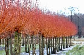 Attēlu rezultāti vaicājumam “Salix alba var. vitellina”