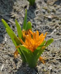 Attēlu rezultāti vaicājumam “Colchicum luteum”