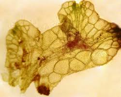 Attēlu rezultāti vaicājumam “Riccia rhenana”