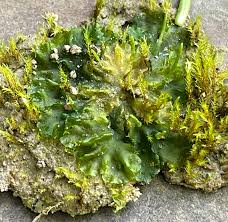 Attēlu rezultāti vaicājumam “Anthocerotopsida”