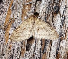 Attēlu rezultāti vaicājumam “Trichopteryx carpinata”