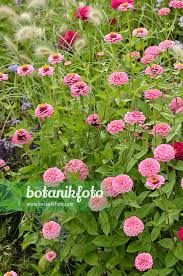 Image result for Zinnia violacea