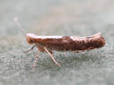 Attēlu rezultāti vaicājumam “Argyresthia semifusca”