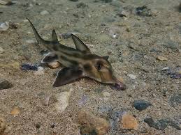 Image result for Callorhinchus capensis