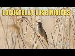 Image result for Locustella luscinioides