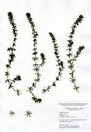 Attēlu rezultāti vaicājumam “Hydrilla verticillata”