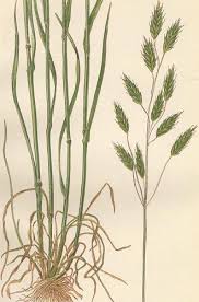 Attēlu rezultāti vaicājumam “Bromus secalinus”