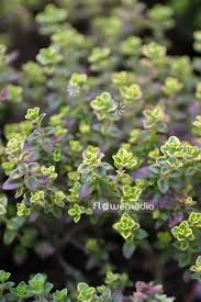 Attēlu rezultāti vaicājumam “Thymus pulegioides leaf”