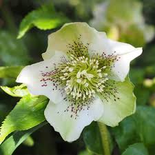 Attēlu rezultāti vaicājumam “Helleborus niger flower”