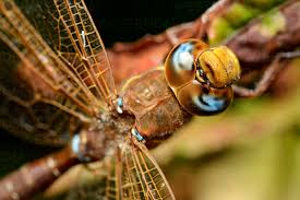 Attēlu rezultāti vaicājumam “Aeshna grandis”