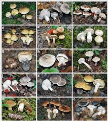 Attēlu rezultāti vaicājumam “Tricholoma sp.”