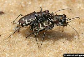 Attēlu rezultāti vaicājumam “Cicindela maritima”