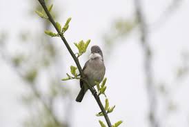 Attēlu rezultāti vaicājumam “Sylvia communis adult”