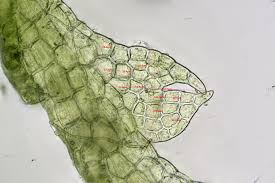 Attēlu rezultāti vaicājumam “Cephalozia catenulata”