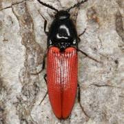 Attēlu rezultāti vaicājumam “Ectinus aterrimus”