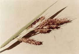 Attēlu rezultāti vaicājumam “Echinochloa crus-galli leaf”