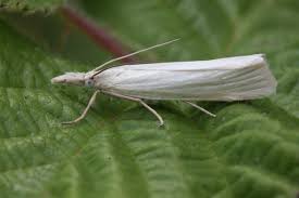 Attēlu rezultāti vaicājumam “Crambus”