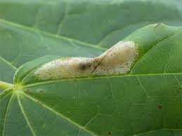 Attēlu rezultāti vaicājumam “Phyllonorycter platanoidella”