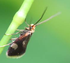 Attēlu rezultāti vaicājumam “Micropterigidae”